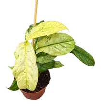 Rhaphidophora Puberula Variegata