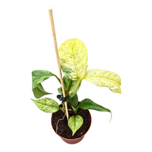 Rhaphidophora Puberula Variegata