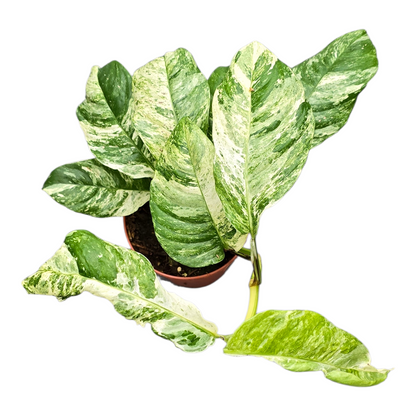 Rhapidophora Indo. Variegata