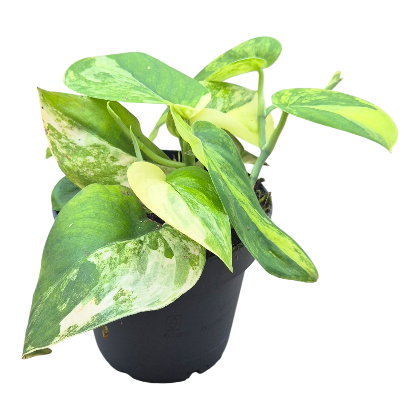 Scindapsus Jade Satin