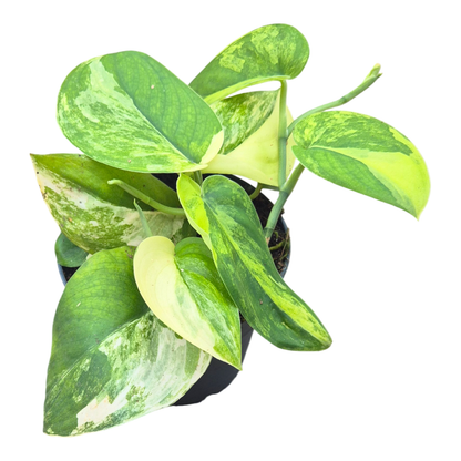 Scindapsus Jade Satin