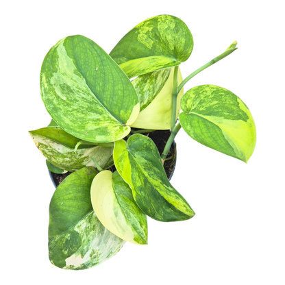 Scindapsus Jade Satin