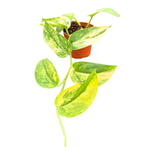 Scindapsus Jade Satin