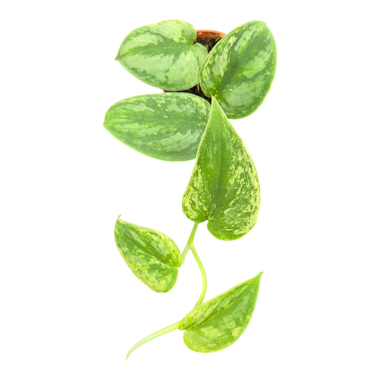 Scindapsus Silver Knight