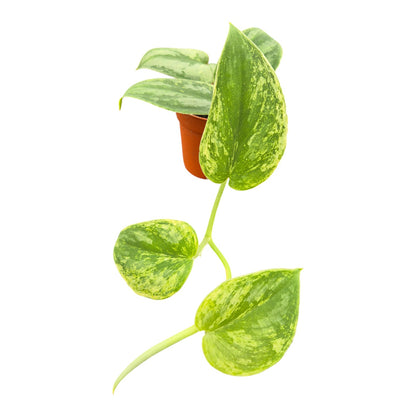 Scindapsus Silver Knight