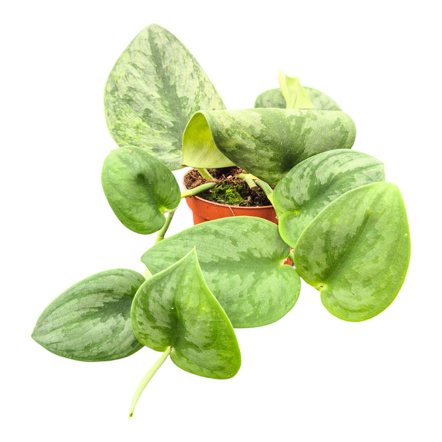 Scindapsus Silver Knight