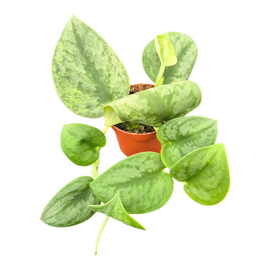 Scindapsus Silberritter