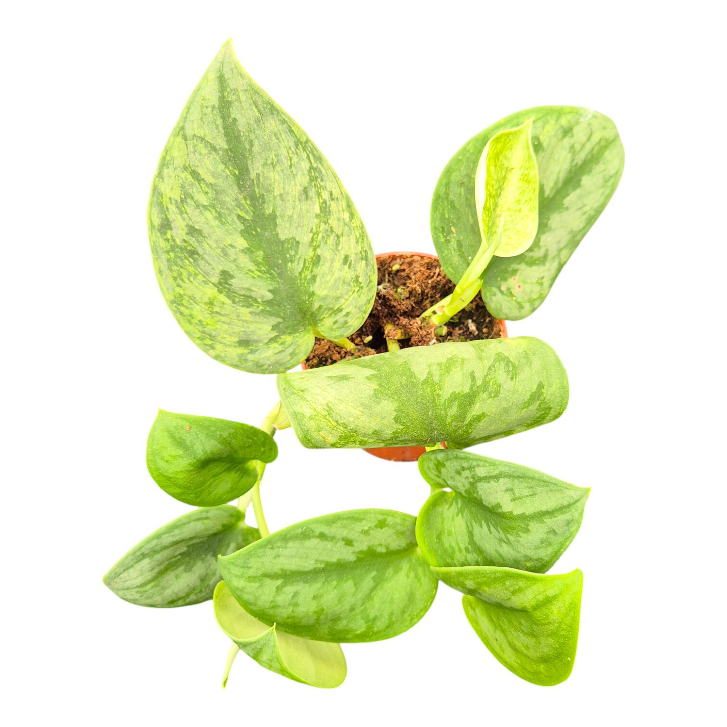 Scindapsus Silver Knight