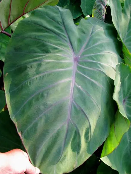 Colocasia Sangria