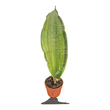 Sansevieria Bruda Variegata LIVE SALE 1