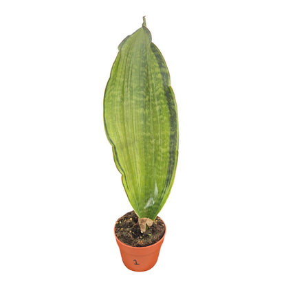 Sansevieria Bruda Variegata