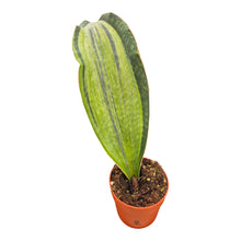 Sansevieria Bruda Variegata LIVE SALE 2
