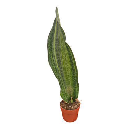 Sansevieria Bruda Variegata