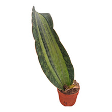 Sansevieria Bruda Variegata LIVE SALE 4