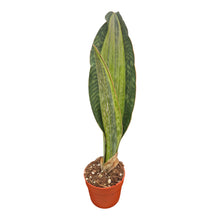 Sansevieria Bruda Variegata LIVE SALE 5