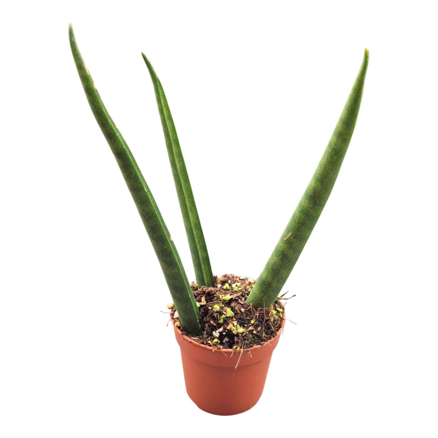 Sansevieria Bacularis Fernwood