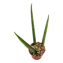Sansevieria Bacularis Fernwood
