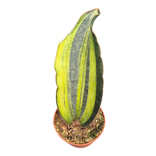 Sansevieria Bruda Variegata