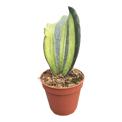 sansevieria uganda Sansevieria Bruda Variegata – Casa Botanica