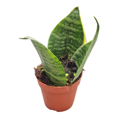 Sansevieria Golden Edge Hahnii