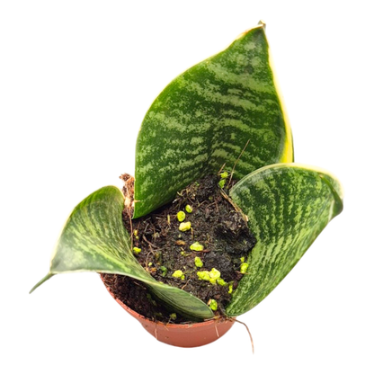 Sansevieria Golden Edge Hahnii