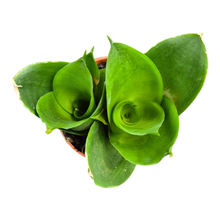Sansevieria Jade Hahnii