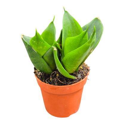 Sansevieria Jade Hahnii
