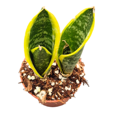 Sansevieria Superba Futura