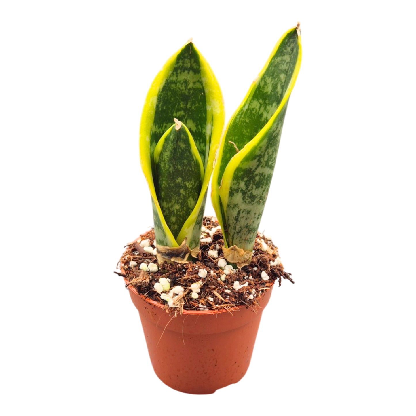 Sansevieria Superba Futura