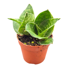 Sansevieria Trifasciata Green Hahnii