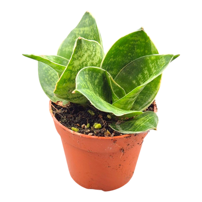 Sansevieria Trifasciata Green Hahnii