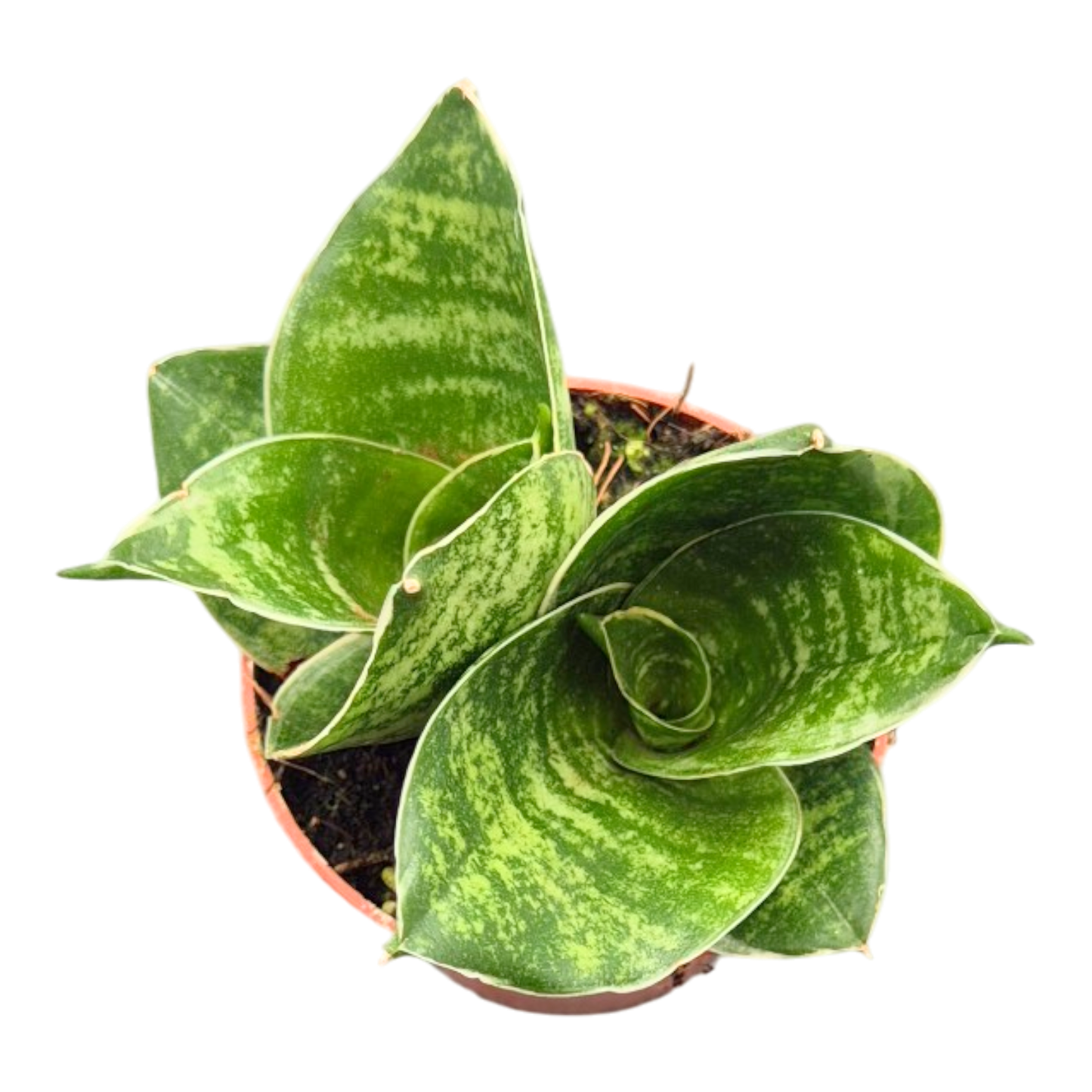 三帶虎尾蘭（綠葉哈尼品種）
