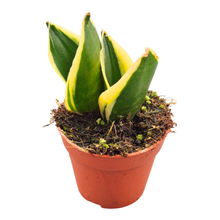 Sansevieria Trifasciata Jade Pagoda Hahnii