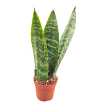 Sansevieria Zeylanica