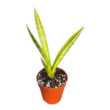 Sansevieria sp. Variegata