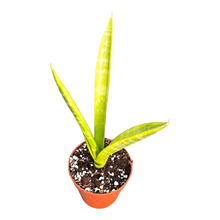 Sansevieria sp. Variegata