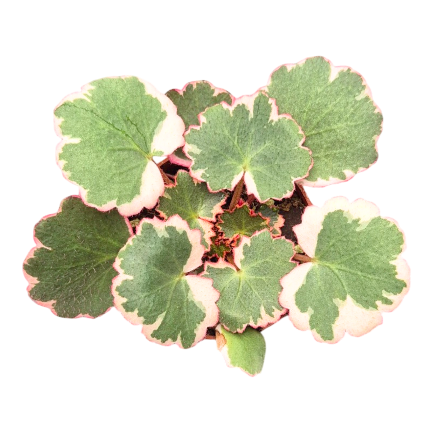 Saxifraga stolonifera tricolore