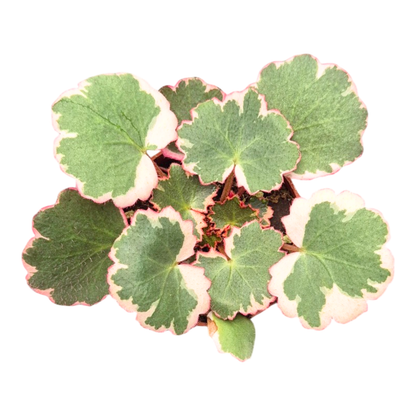 Saxifraga stolonifera tricolore