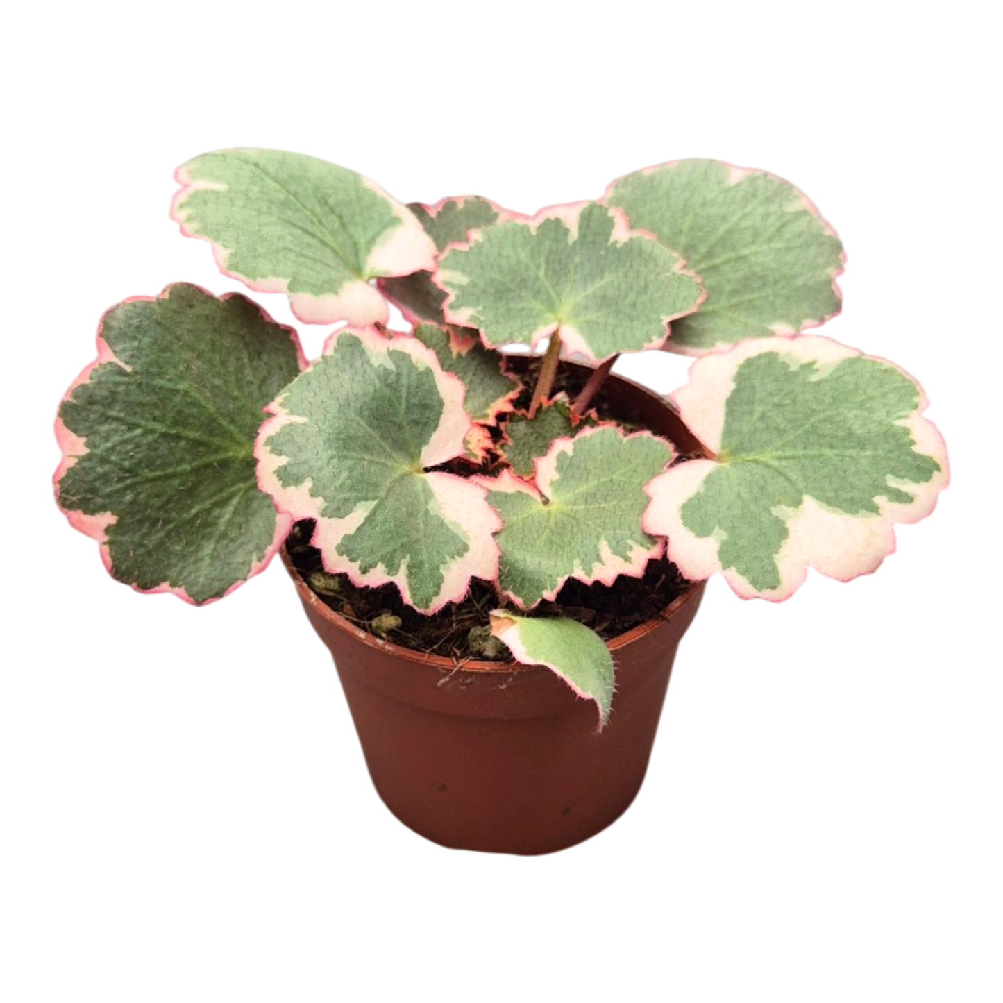 Saxifraga stolonifera tricolore
