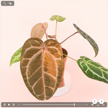 DocBlock Anthurium Zara® '3' X Zara® Variegata '33 *1