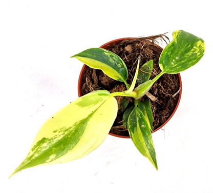 Philodendron Florida Beauty