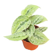 Scindapsus Kalimantan Tricolor