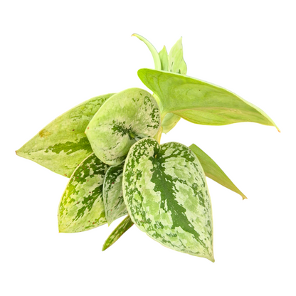 Scindapsus Kalimantan Tricolor