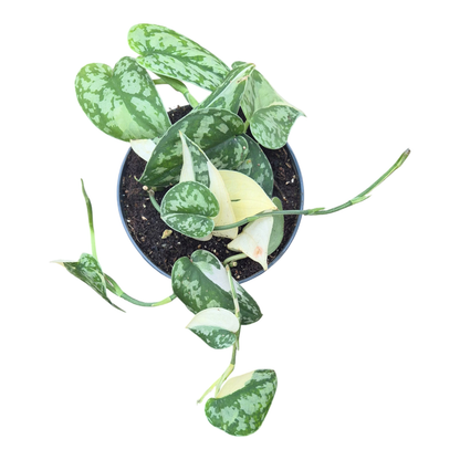 Scindapsus Mayari Variegata