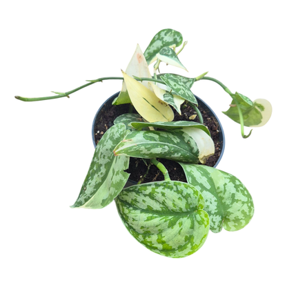 Scindapsus Mayari Variegata