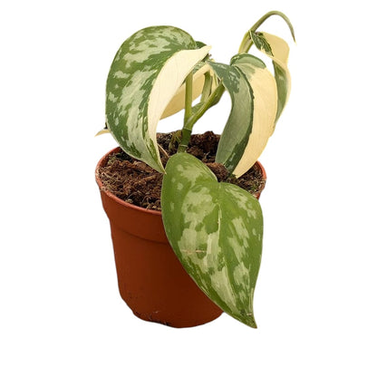 Scindapsus Mayari Variegata