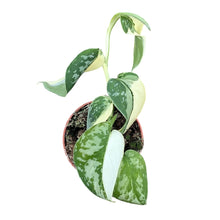 Scindapsus Mayari Variegata