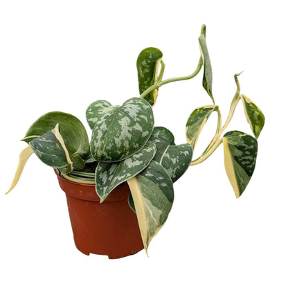 Scindapsus Mayari Variegata