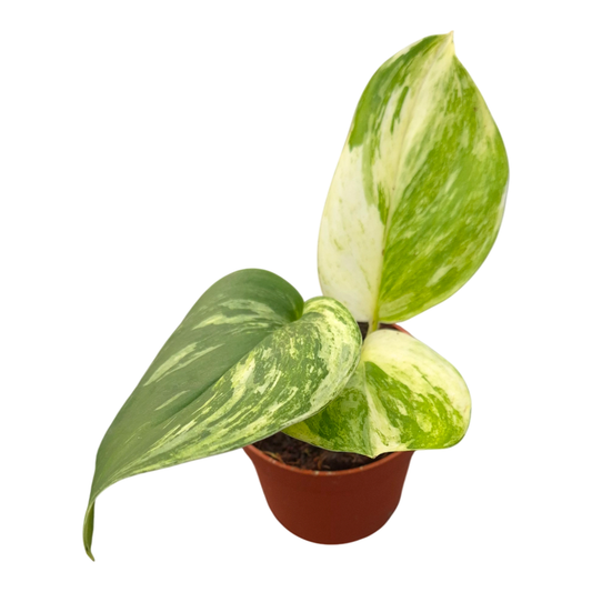 Scindapsus Moonlight Variegata White