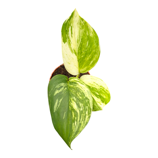 Scindapsus Moonlight Variegata White